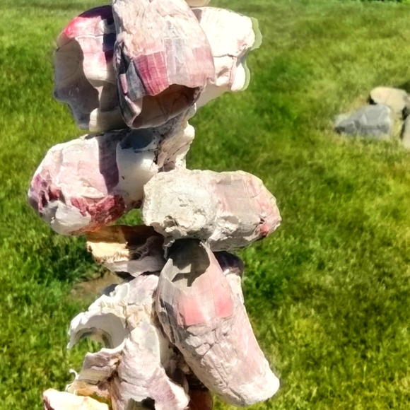 Shell decor Barnacle cluster art. Beach art - Picture 12 of 15